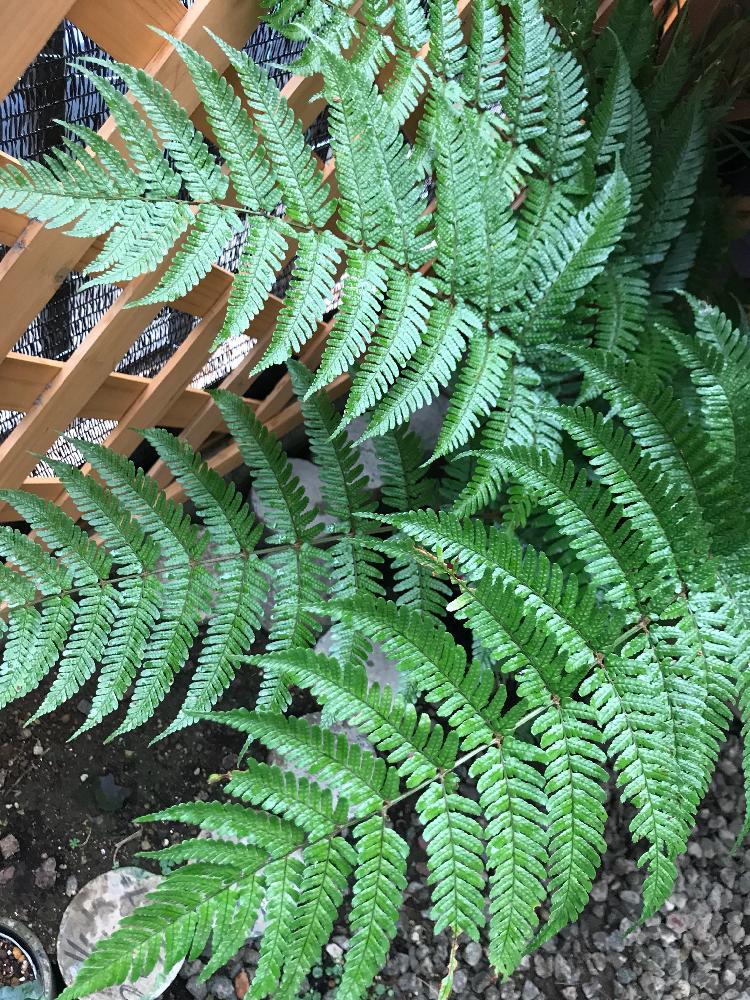 シダ植物の投稿画像 By K Kさん シシガシラ科と普及シダを愛でる会と珍奇植物と葉っぱフェチと湿気隊 とシダ植物とシシガシラ科と普及シダ を愛でる会と珍奇植物と葉っぱフェチと湿気隊 18月8月13日 Greensnap グリーンスナップ