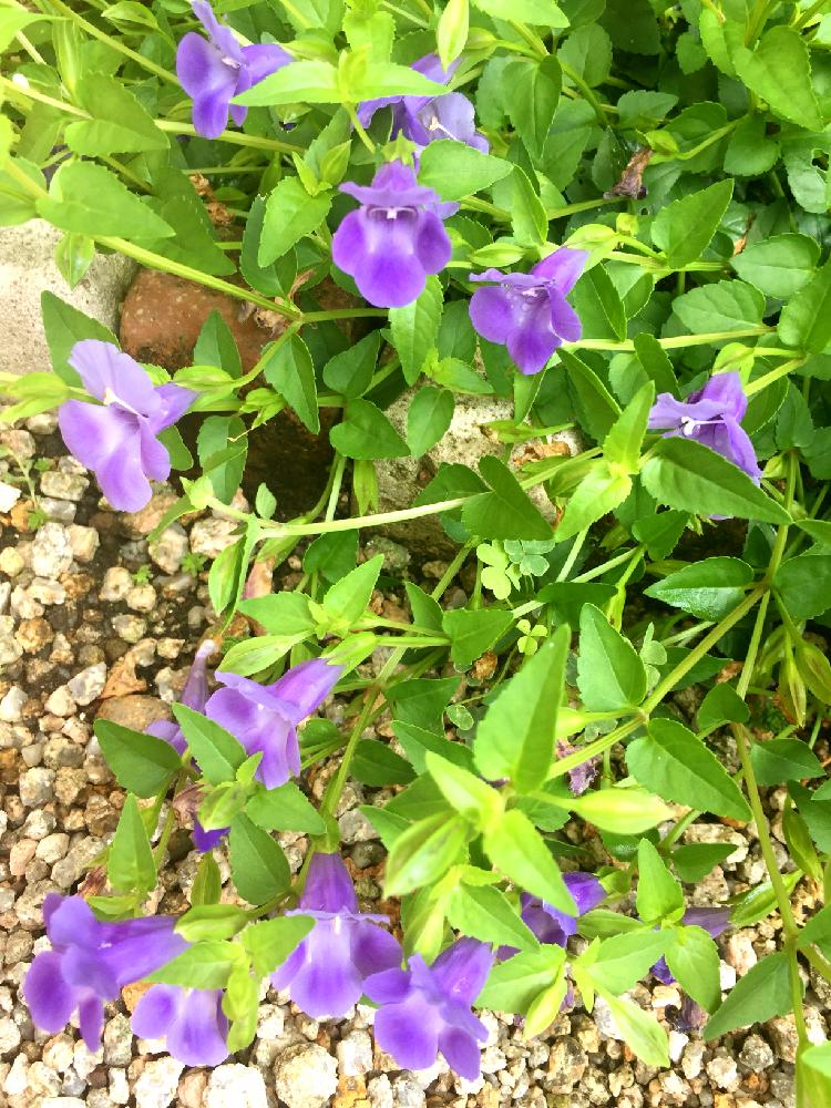 トレニアの投稿画像 By みほさん 紫の花とgs日和と花のある暮らし 18月8月13日 Greensnap グリーンスナップ
