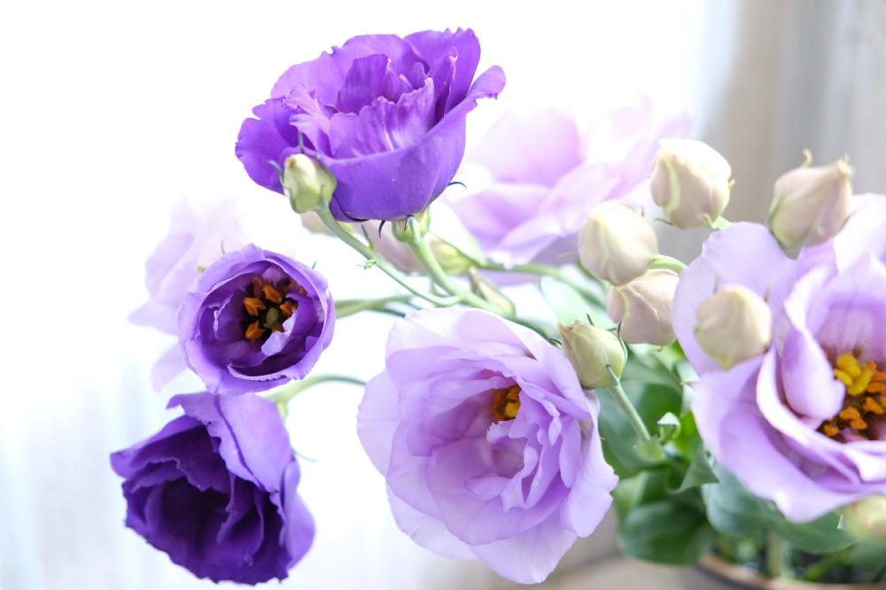 窓辺の投稿画像 By おしげどんさん トルコキキョウ と紫の花とトルコキキョウ と紫の花 18月8月13日 Greensnap グリーンスナップ Greensnap グリーンスナップ