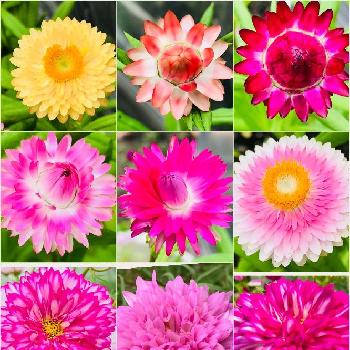八重咲きコスモス♡の画像 by edwinさん | 広い庭と花のある暮らしと八重咲きコスモス♡と帝王かいざいく