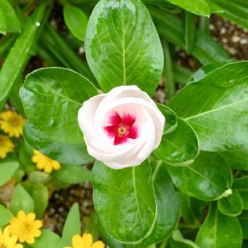 オリジナルビンカ みきの投稿画像一覧 Greensnap グリーンスナップ