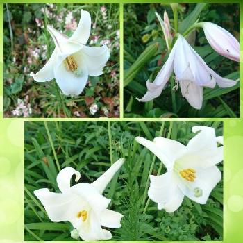 最近撮った花の画像 by トリトンさん | 広い庭とお花大好き♡と寄り添ってと最近撮った花と応援するよと神奈川県と花のある暮らしと頑張れ♡えっこと白い花と頑張れ♡ばぁばさん