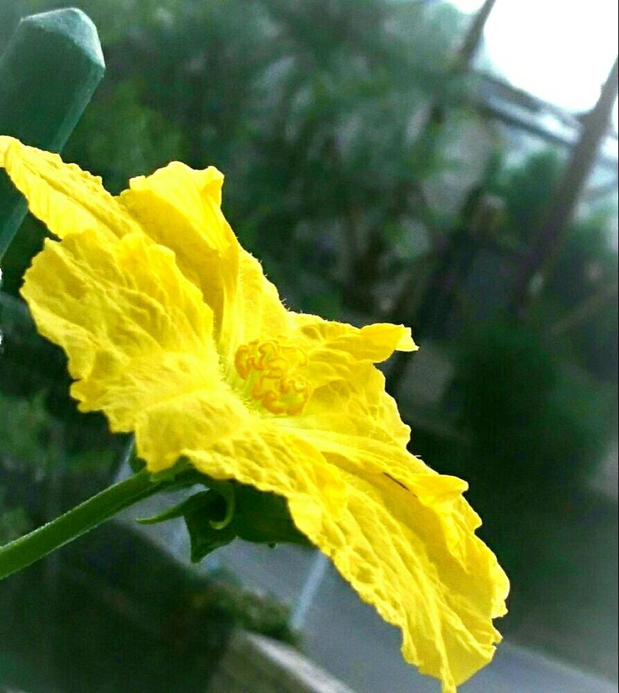 ヘチマの花の投稿画像 By くっかぷうさん ヘチマとヘチマのお花とプランターとへちま と夏の花とつる性植物と黄色い花と鉢植えと花のある暮らしとお花のある生活と黄色いお花 18月8月14日 Greensnap グリーンスナップ