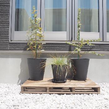 ユーカリ アップルボックスの投稿画像一覧 Greensnap グリーンスナップ