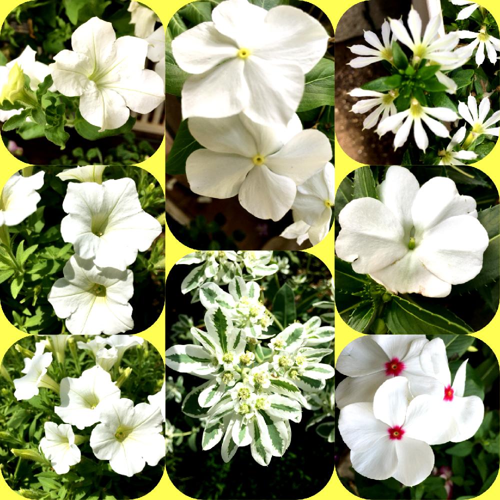 ありがとう の投稿画像 By ちーさん 庭の花と夏の花と花中毒と鉢植えと花のある暮らしと白い花とガーディニング 18月8月14日 Greensnap グリーンスナップ