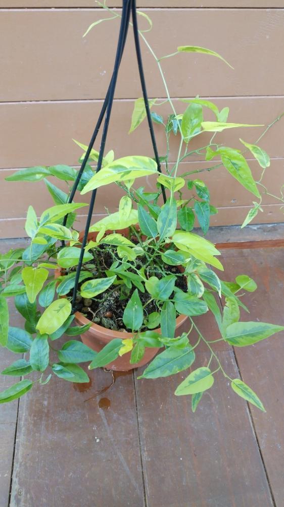 相談の投稿画像 By すずらんさん 観葉植物と仕事先と誰か教えてください 18月8月14日 Greensnap グリーンスナップ