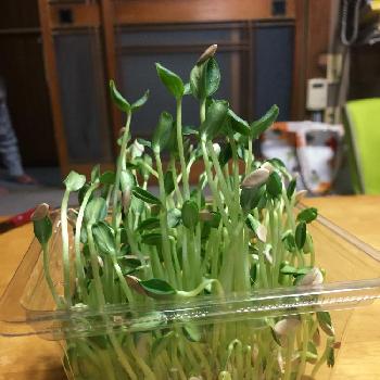 メロンのかいわれの投稿画像一覧 Greensnap グリーンスナップ