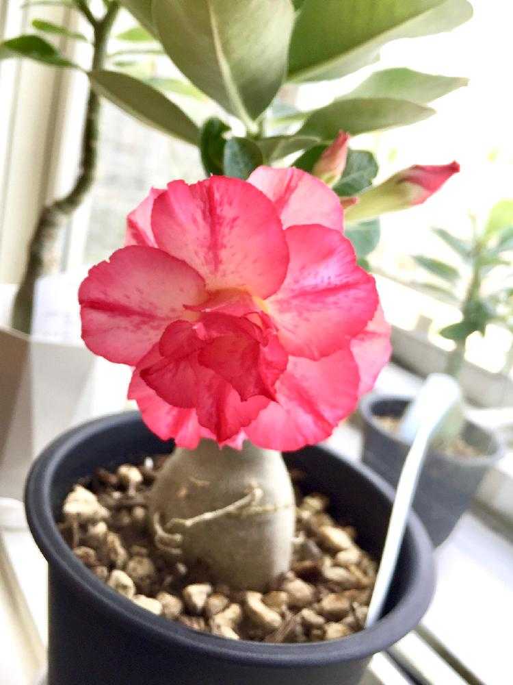 花言葉は 一目惚れ Greensnap グリーンスナップ