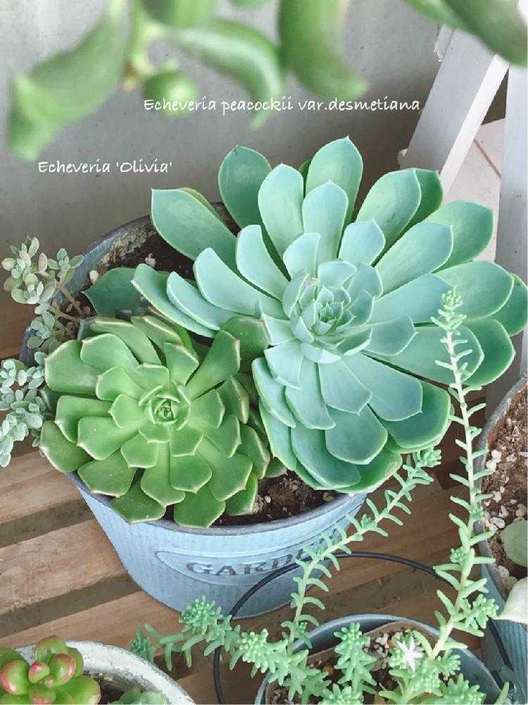 多肉植物 オリビア 抜き苗 エケベリア 【公式通販】