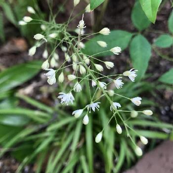 野洲ハナセキショウの投稿画像一覧 Greensnap グリーンスナップ