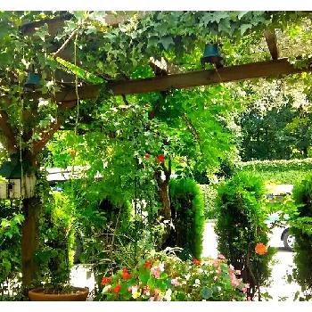 素敵な庭園の投稿画像一覧 Greensnap グリーンスナップ