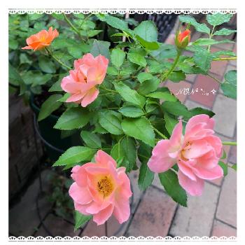 修景バラの画像 by のん☆さん | 小さな庭とフラワーカーペットローズ アンバーとバラと花のある暮らしとバラが好きと修景バラとオレンジ色の花