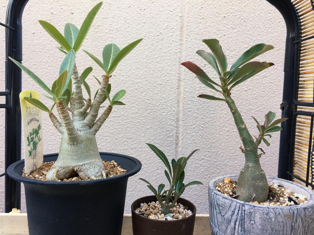 アデニウム アラビカムの投稿画像 By Palm Treeさん アデニウムとアデニウム属と観葉植物と植物のある暮らしと癒しとコーデックスと緑のある暮らしと塊根植物とグリーン大好き 18月8月15日 Greensnap グリーンスナップ