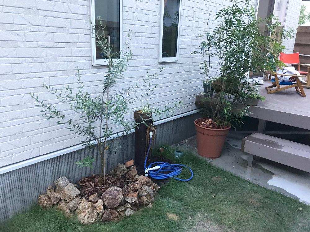 オリーブの投稿画像 By こまちさん シマトネリコと芝生と小さな庭と常緑と常緑樹と綺麗なミドリとgs映えと花のある暮らしと常緑と常緑樹と綺麗なミドリとgs映えと花のある暮らし 18月8月15日 Greensnap グリーンスナップ Greensnap グリーンスナップ