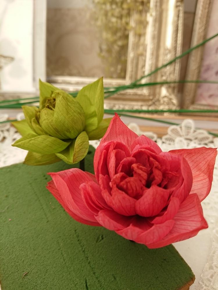 ハスの投稿画像 By シュシュさん 供花にいかがと枯れないお花プリザーブドフラワーとミニハス 18月8月15日 Greensnap グリーンスナップ