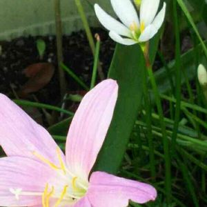 ゼフィランサス,タマスダレ,鉢植え,花のある暮らし,玄関の画像