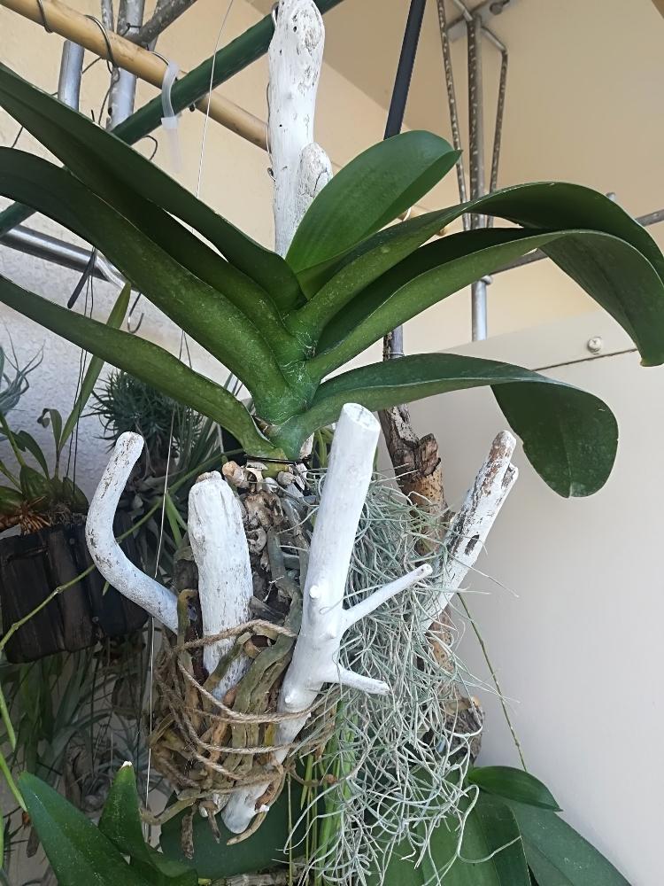 ウスネオイデスの投稿画像 By 213さん コチョウランと胡蝶蘭と流木アレンジと洋蘭と流木とエアープランツと観葉植物と植欲と植中毒と流木と洋ランと活着 と洋蘭原種とベランダーと夏休みとエアプランツとエアープランツ チランジアとバルコニスト 18月8月15日