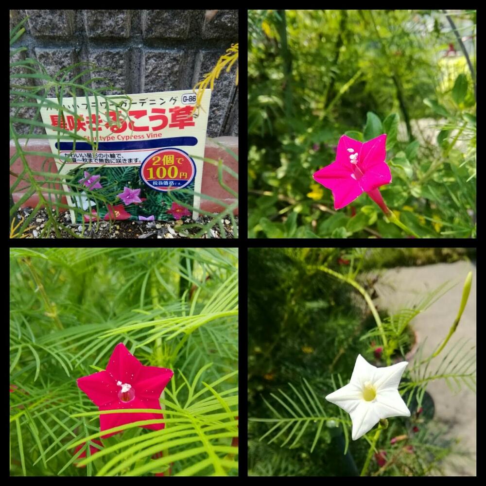 ダイソー種の投稿画像 By Tomatoさん Gs映えとgs日和とイングリッシュガーデンと植物園大好き と花のある暮らし 18月8月15日 Greensnap グリーンスナップ