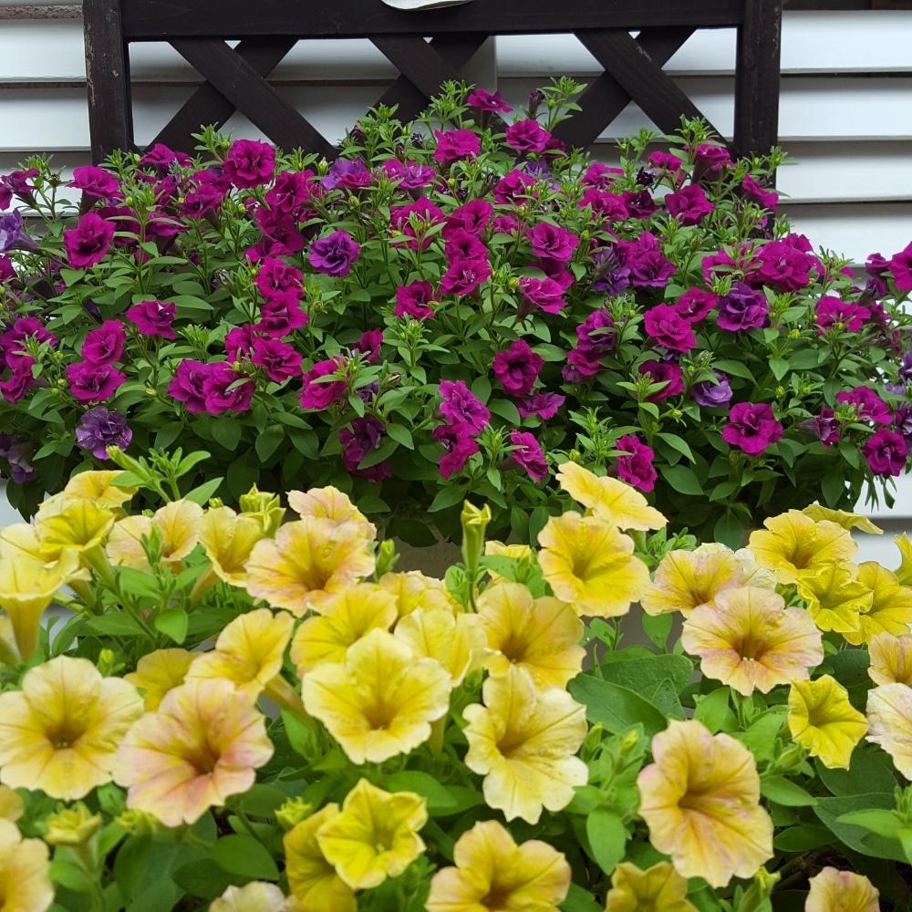 ペチュニア ギュギュの投稿画像 By はなさん ペチュニア トロピカルティーとペチュニア と自己満足と切り戻し後と植中毒と鉢植えと成長記録と花のある暮らしと ペチュニア フォトコンテスト 18月8月15日 Greensnap グリーンスナップ