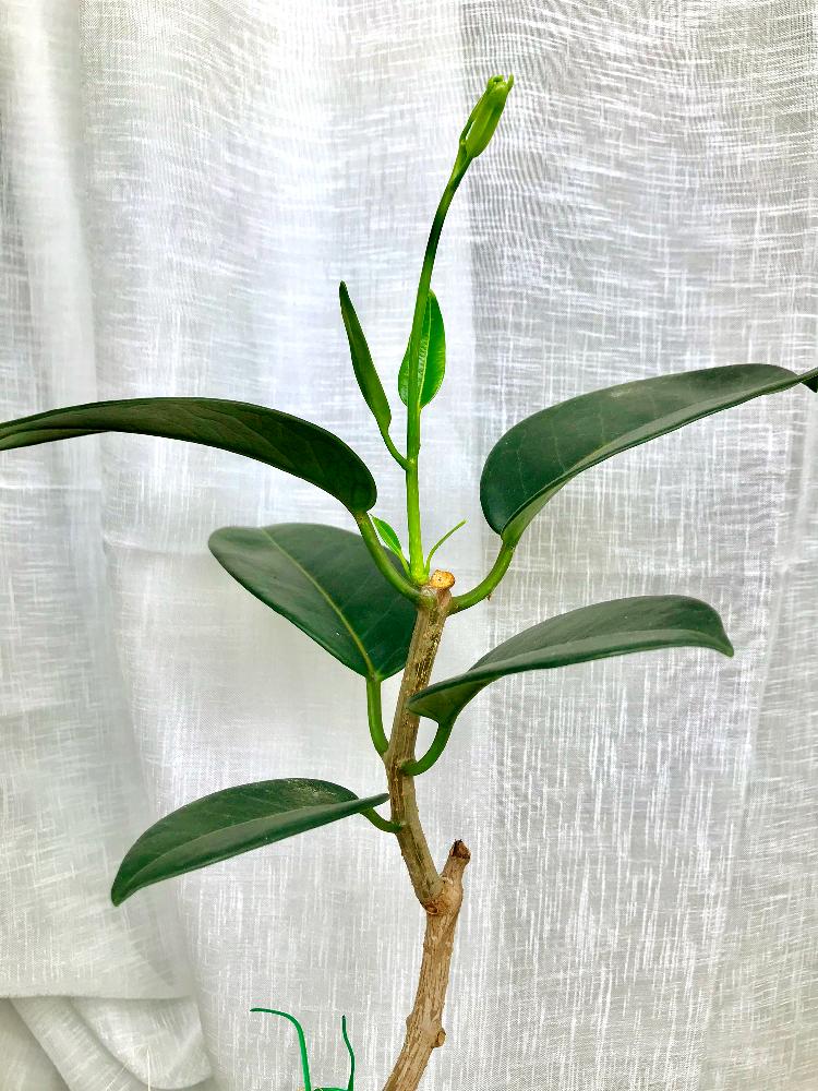 マダガスカルジャスミンの投稿画像 By Miiiiiさん 生命力と観葉植物とつる性植物と緑のある暮らしと葉が開いたと芽が出たとキレイな葉っぱと新芽とグリーン 18月8月15日 Greensnap グリーンスナップ