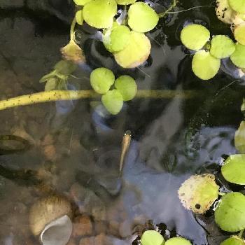 ミニビオトープの投稿画像一覧 Greensnap グリーンスナップ