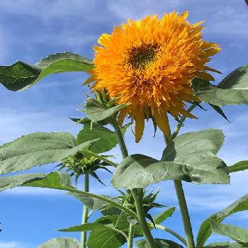 八重咲きヒマワリの投稿画像一覧 Greensnap グリーンスナップ