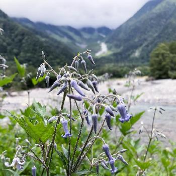 タコさんウインナーのような花の投稿画像一覧 Greensnap グリーンスナップ