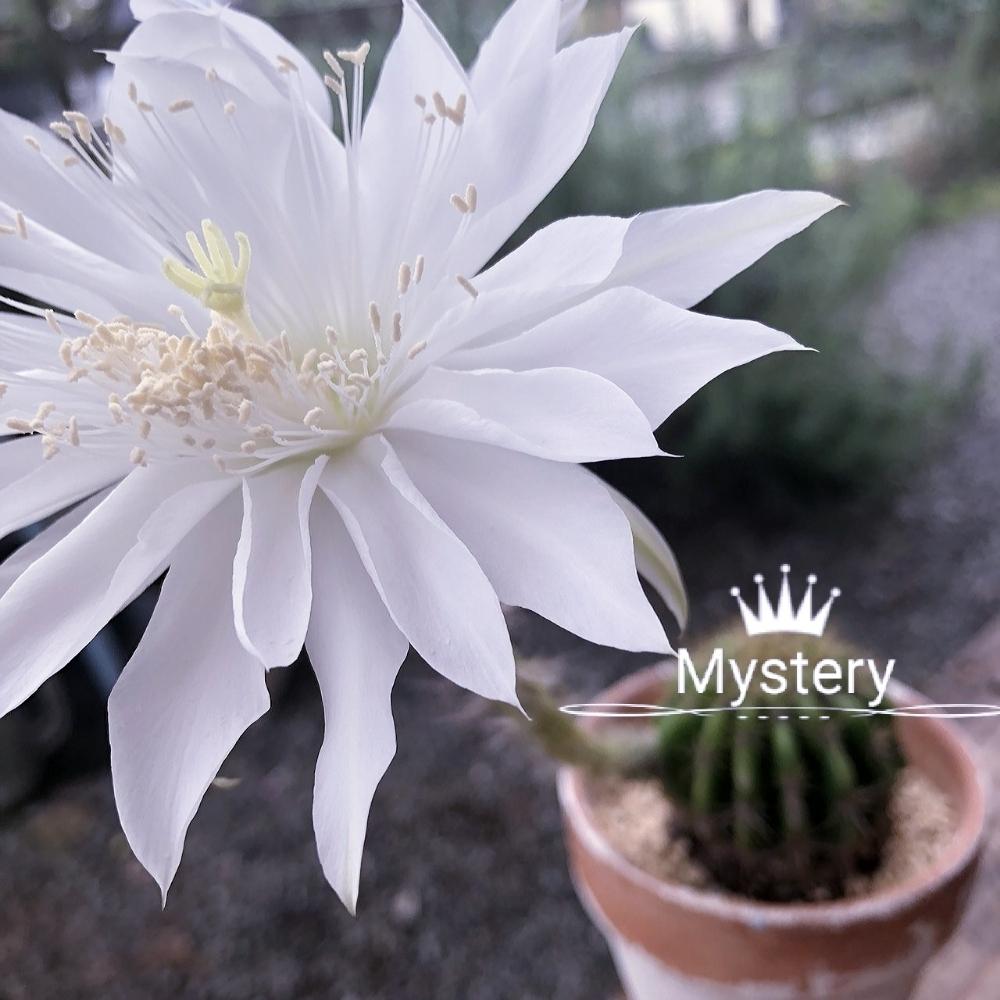 白い花の投稿画像 By ひーちゃんさん サボテンの花とサボテン 18月8月15日 Greensnap グリーンスナップ