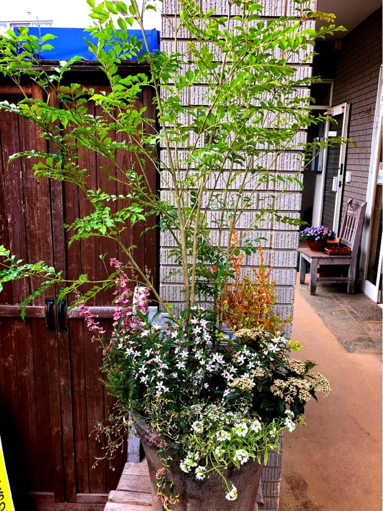 庭木寄せ植えの投稿画像 By Kissofroseさん 寄せ植えとガーデニングショップと和風 18月8月15日 Greensnap グリーンスナップ