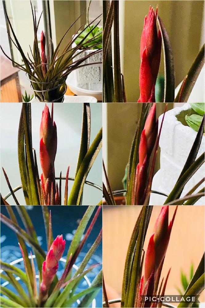 花のある暮らしの投稿画像 By Edwinさん エアープランツ とチランジアの花 とチランヂアトリコロール 18月8月16日 Greensnap グリーンスナップ