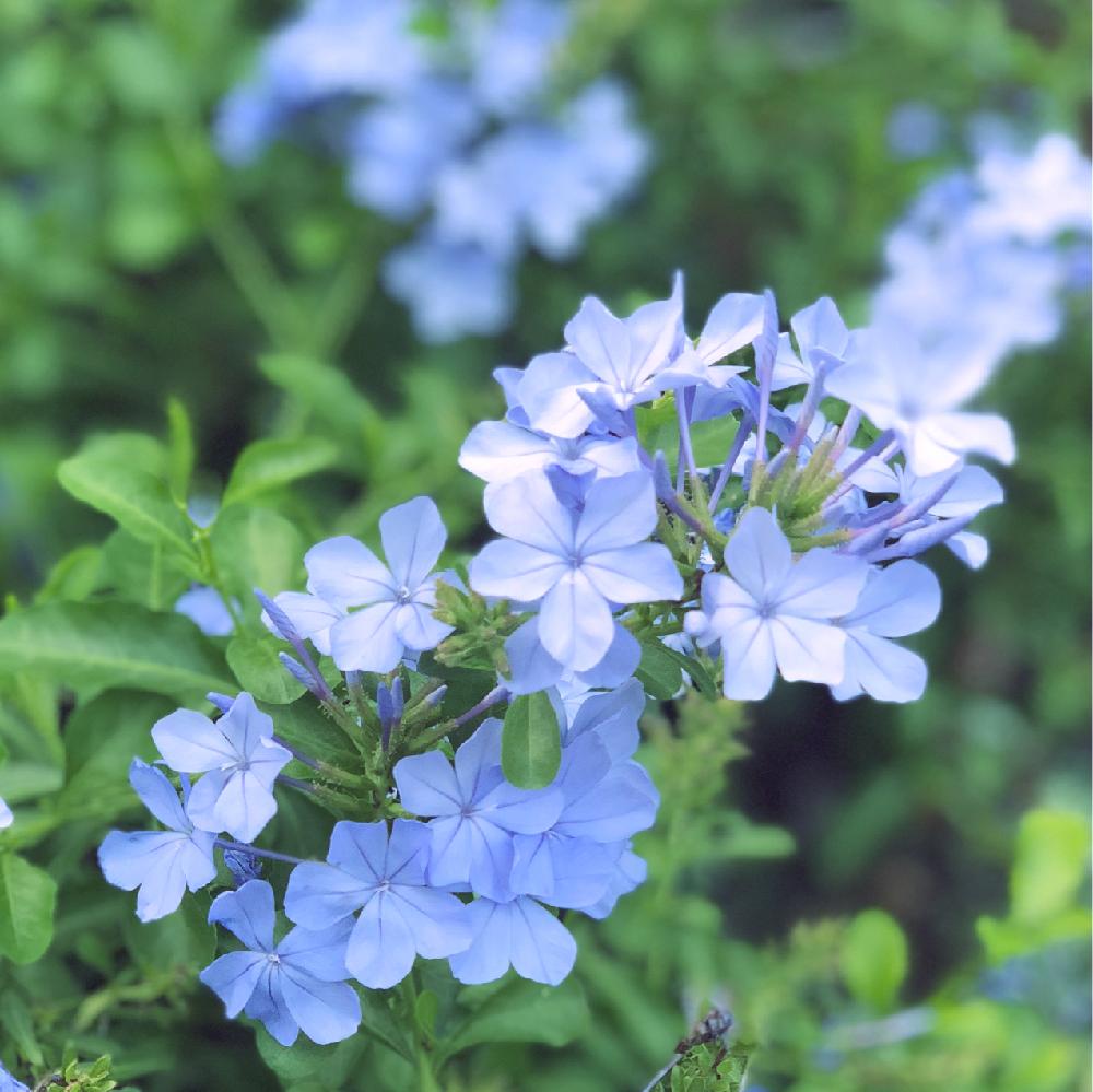 プルンパーゴ ルリマツリ の投稿画像 By Rikkoさん 青い花とガーデニングと花のある暮らしと頑張れ えっこと地植え 18月8月16日 Greensnap グリーンスナップ