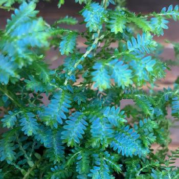 湿気好き植物の投稿画像一覧 Greensnap グリーンスナップ