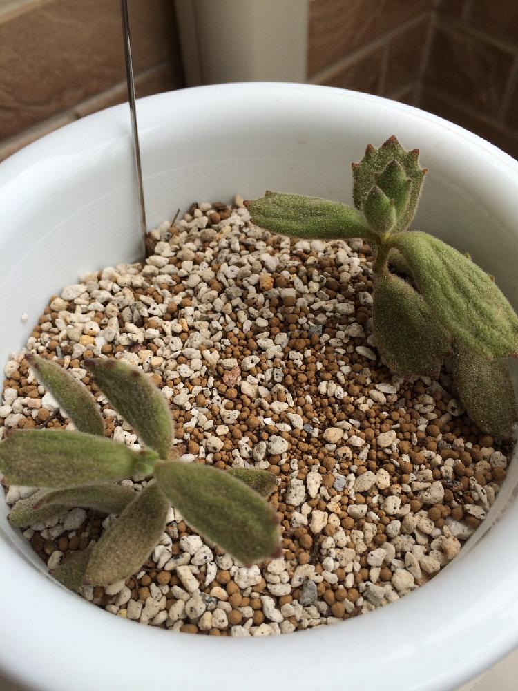 タニラーの投稿画像 By レイさん コチレドン 子猫の爪としわしわ多肉 18月8月16日 Greensnap グリーンスナップ