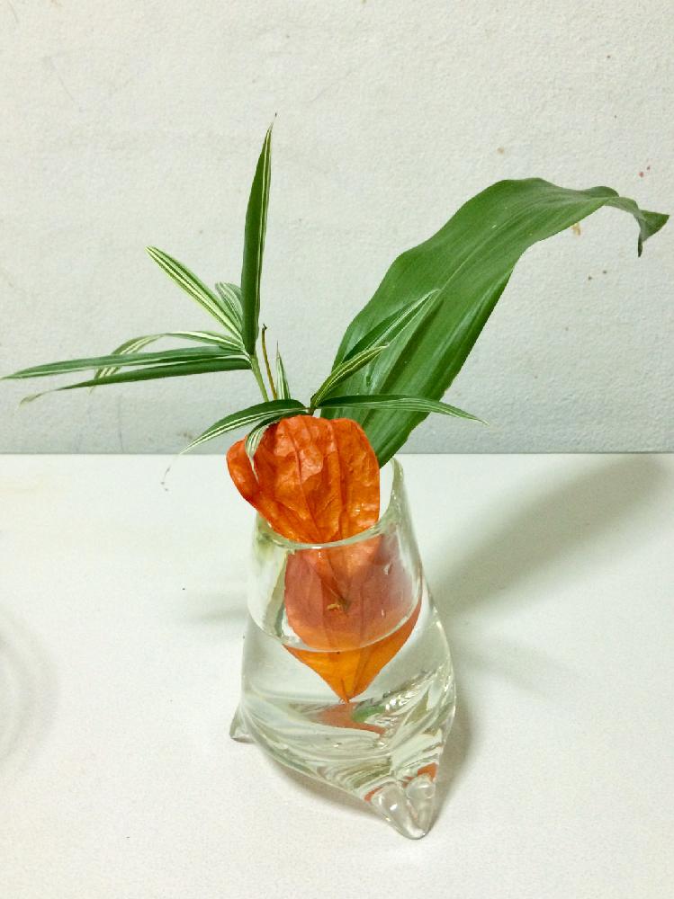 ほおずきの投稿画像 By ツバキさん ハランとササとガラスの花瓶と花のある暮らし 18月8月16日 Greensnap グリーンスナップ
