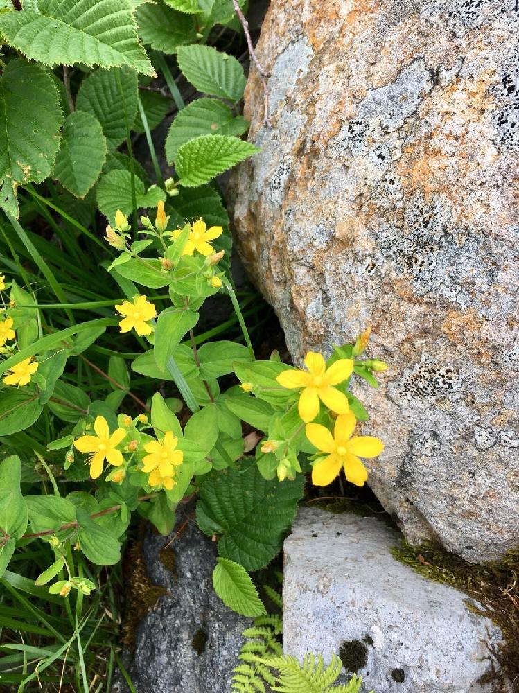 花びら５枚の投稿画像 By Luna さん 高山植物 夏と黄色い花と高山植物 と登山と高山植物類 18月8月16日 Greensnap グリーンスナップ