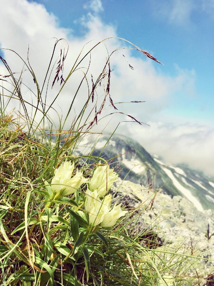 集まって咲くの投稿画像 By Luna さん 高山植物 夏と立山連峰と高山植物 と登山中と立山 黒部アルペンルートと白い花と登山と山と花の景色と立山 大汝山と高山植物類と青空と立山 18月8月16日 Greensnap グリーンスナップ