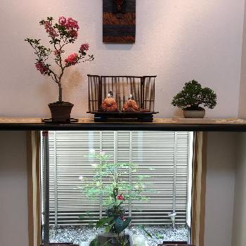 サルスベリの盆栽の画像 by HTさん | 玄関とサルスベリの盆栽とGS映えとGS日和とサルスベリ♡と花のある暮らし
