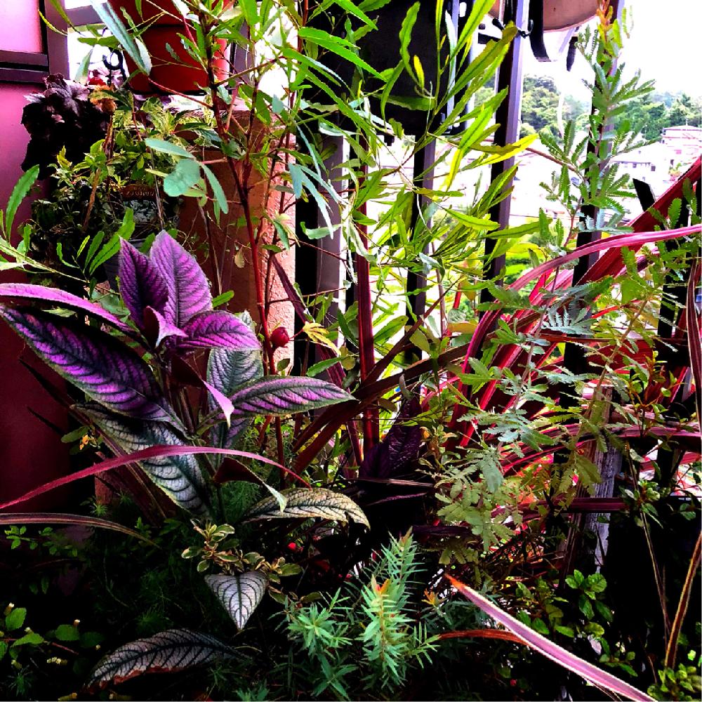 オーストラリアンプランツの投稿画像 By Kissofroseさん ベランダガーデニングとベランダガーデンとベランダジャングルとジャングル化計画 18月8月16日 Greensnap グリーンスナップ
