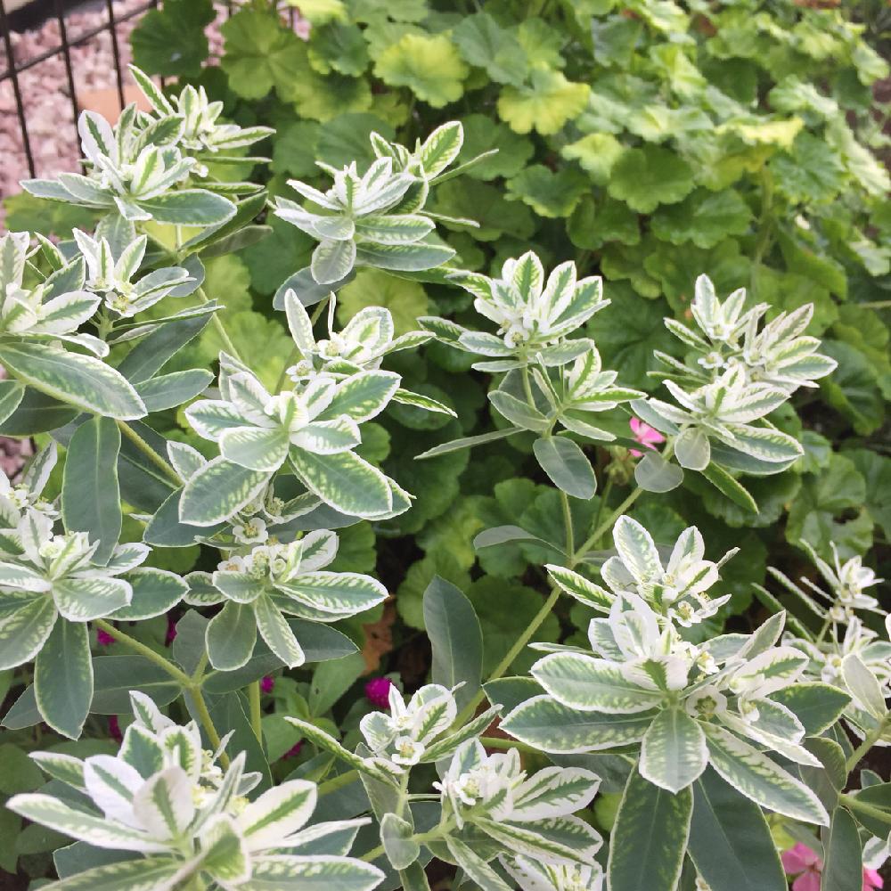 ハツユキソウの投稿画像 By どら猫さん ユーフォルビアと白い花とユーフォルビアと白い花 18月8月16日 Greensnap グリーンスナップ Greensnap グリーンスナップ