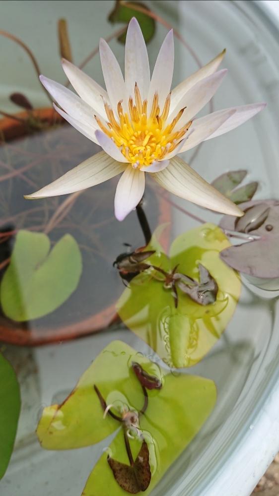 ミニスイレンの投稿画像 By Miccoさん スイレンとミニミニドウベンと水生植物と花のある暮らしと今日の一枚 18月8月16日 Greensnap グリーンスナップ