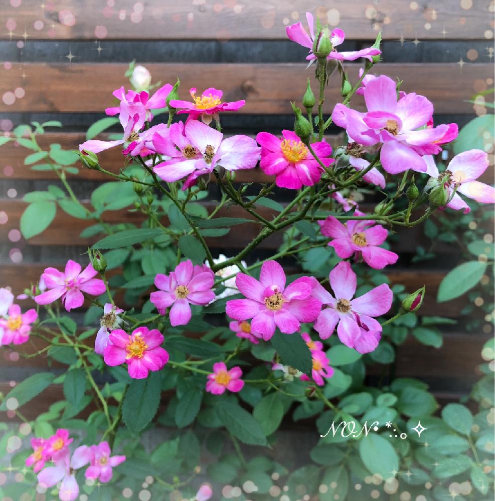 バラ ラベンダードリームの投稿画像 By のん さん バラとみどりのある暮らしとピンクの花と修景バラとバラが好きと花のある暮らしと小さな庭とムラサキの花とみどりのある暮らしとピンクの花と修景バラとバラが好きと花のある暮らしとムラサキの花 18月8月17日