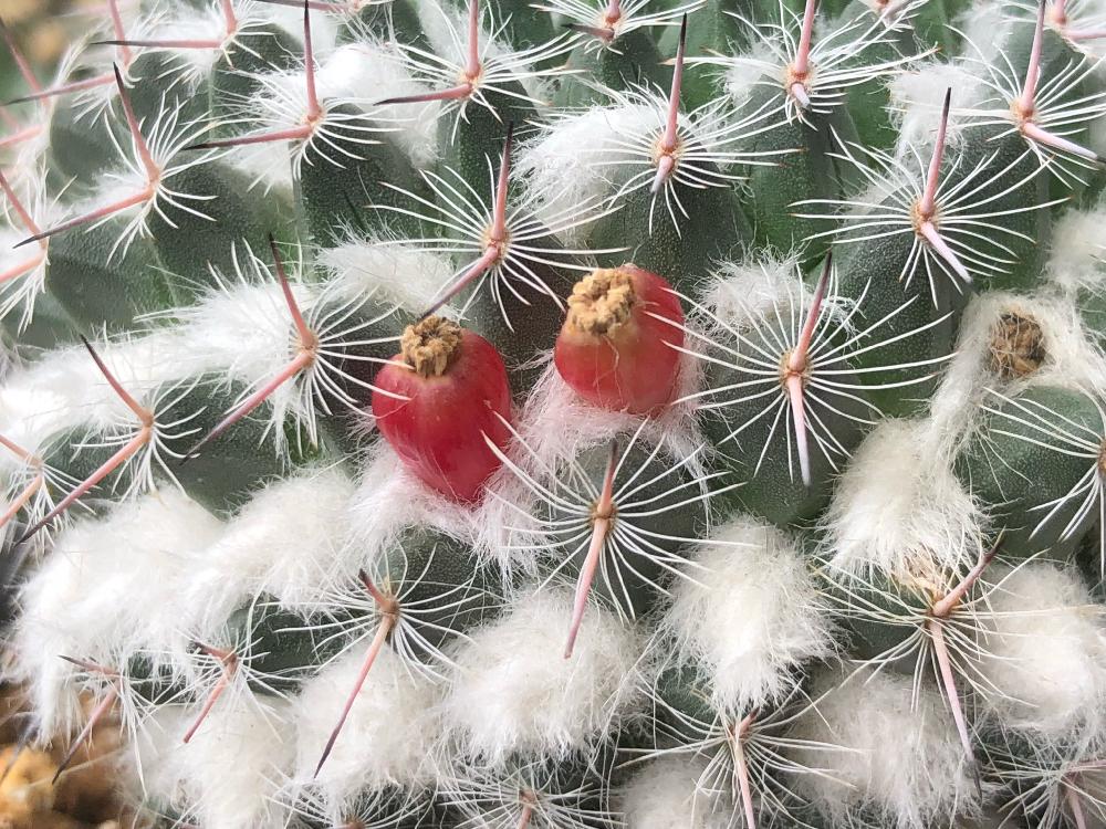 マミラリア 銀河の投稿画像 By じゅんちくさん サボテン科とgs映えと銀河とgs日和とマミラリア属とプクプクとタニラーとモフモフとバルコニストと サボテンの種鞘 18月8月17日 Greensnap グリーンスナップ