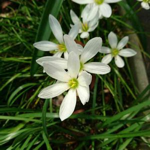 タマスダレ,鉢植え,花のある暮らし,玄関の画像