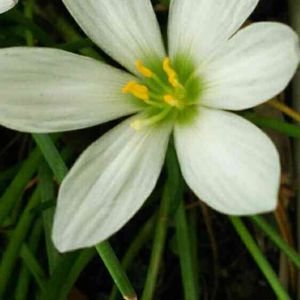 タマスダレ,鉢植え,花のある暮らし,玄関の画像