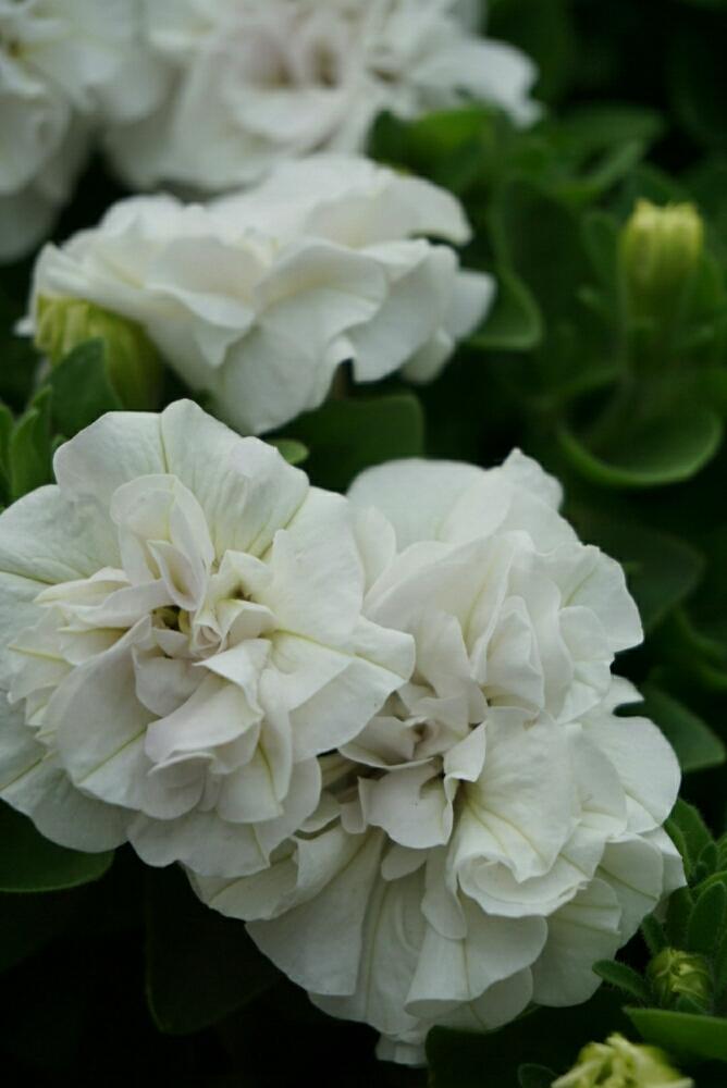 八重咲きペチュニアホイップマカロンホワイトの投稿画像 By みんみんさん 白のふわふわと ღ ற かわゅ と鉢植 18月8月17日 Greensnap グリーンスナップ