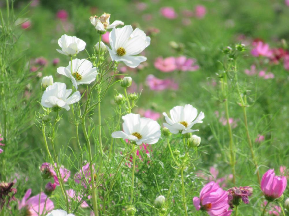 コスモスの投稿画像 By えりすけさん 涼しげとおみごと と平塚イシックス馬入のお花畑 と華やかとgs映えときれいと感動と平塚と清楚なお花と秋めいてとしあわせ と花のある暮らしとかわいいと神奈川県の風景とたのしみといっぱい 18月8月17日 Greensnap