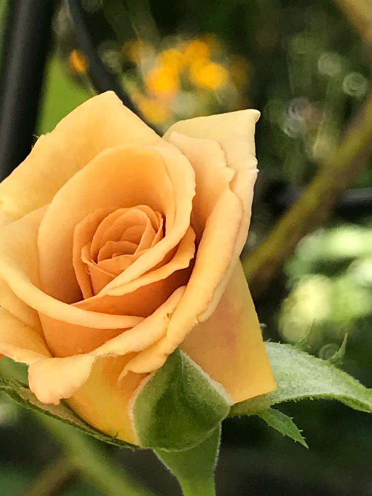 バタースコッチの投稿画像 By Rikugardenさん バラと植物のある暮らしとやさしい色 といつもありがとう と今日のお花と素敵な色 とまた来年も咲いてね と花のある暮らしとかわいいな 18月8月17日 Greensnap グリーンスナップ