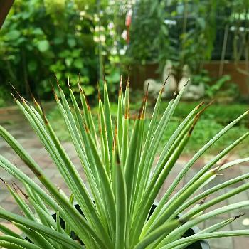 アガベストリクタナナの投稿画像一覧 Greensnap グリーンスナップ