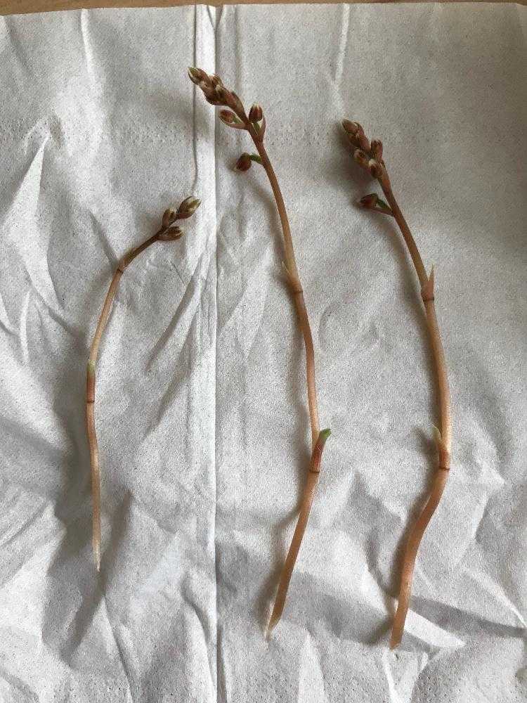 花芽処理 ジュエルオーキッド テラリウム ガラス瓶 Greensnap グリーンスナップ