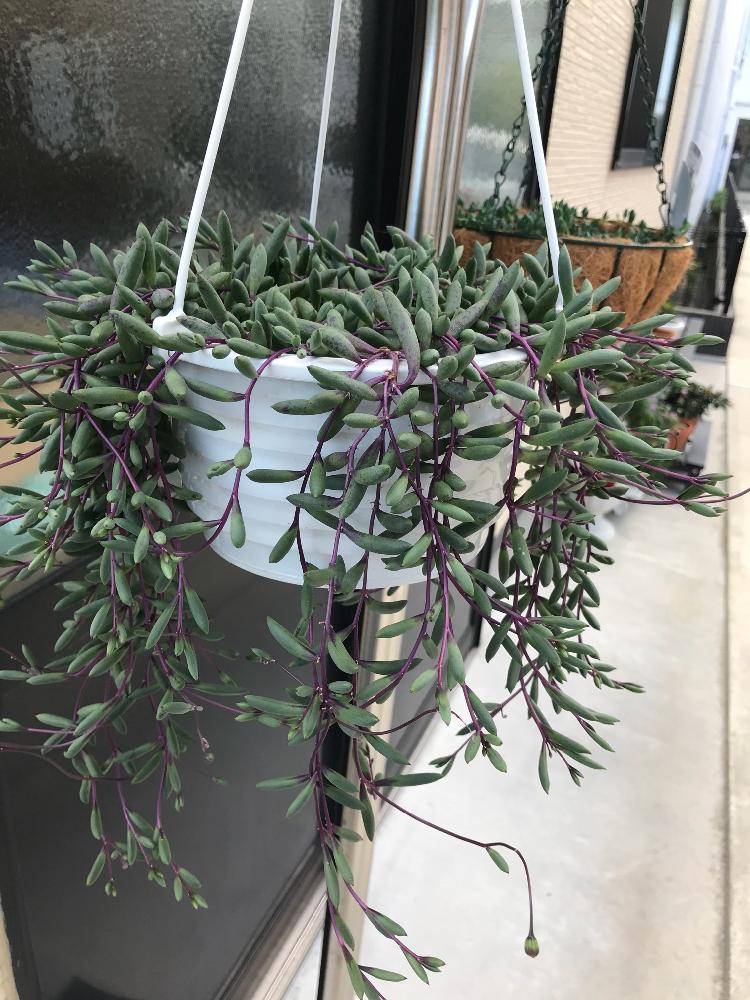 ルビーネックレスの投稿画像 By 毬くまさん 多肉植物のハンギングと多肉植物とセネシオ属 18月8月17日 Greensnap グリーンスナップ